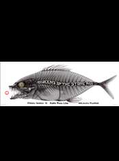 emek x: queens of the stoneage "bone fish"